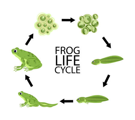 Life cycle of a frog. Cute cartoon wild animal. Frog life cycle stages set with adult animal...