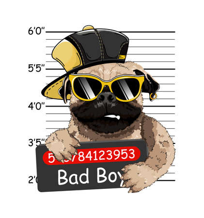 Welsh Bulldog criminal. Arrest photo. Mugshot photo. Police placard, Police mugshot. French bulldogのイラスト素材