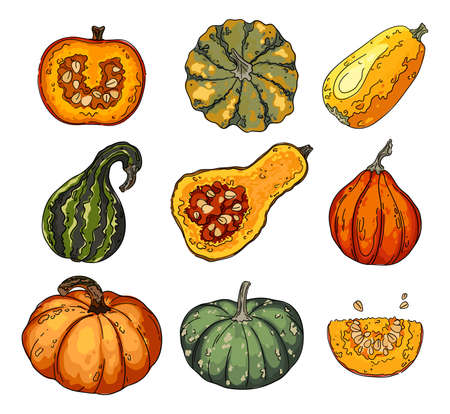 Colorful pumpkin set. Acorn Squash, Vector drawing of vegetables and herbs.のイラスト素材