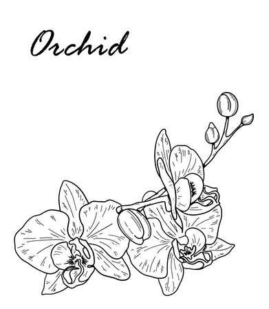Vector. Orchid flower. Floral botanical flower. Hand drawn black outline bouquet with orchidのイラスト素材