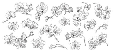 Set of isolated orchid. Orchids sketch. Hand drawn outline converted to vector. Isolatedのイラスト素材