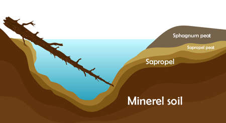 Sapropel and peat in nature. Structure of pond and marsh with bottom sediments.のイラスト素材