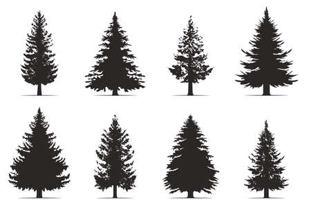 Pine trees collection. Conifer tree silhouettes on the white background Collection. Bundle of trees.のイラスト素材