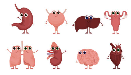 Cartoon human organs. Organ character set with brain lung intestine heart kidney liver and stomach mascots.のイラスト素材