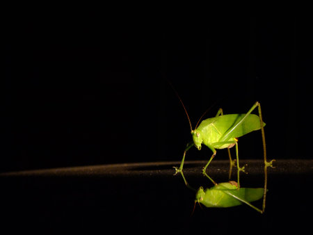 A green grasshopper adhere on my car roof, making the good reflection photo.の写真素材