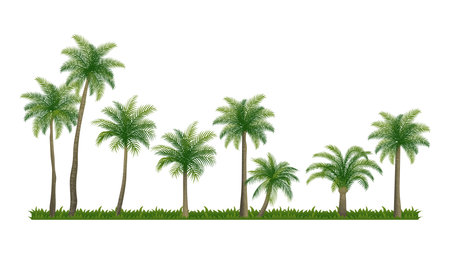 Different Palm Coconut tree collections element setのイラスト素材