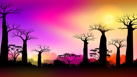 Baobab trees in Africa savanna landscape at Sunset with Colorful gradient skyのイラスト素材
