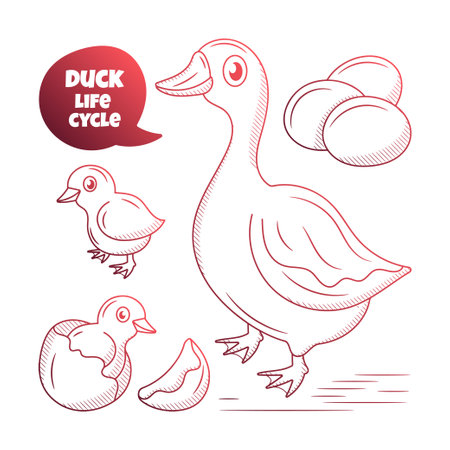 Duck Life Cycle illustration with hand drawn outline doodle styleのイラスト素材