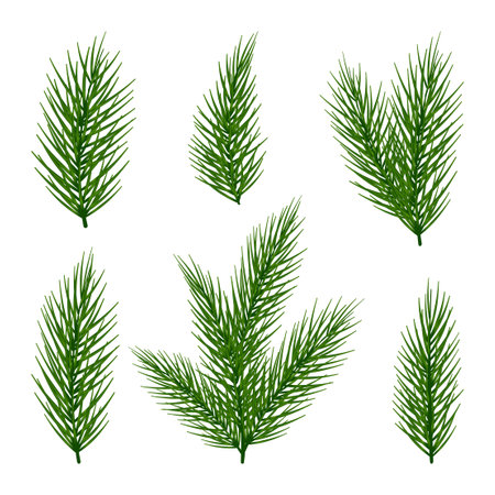 Fir or pine leaves trees branches elements setのイラスト素材