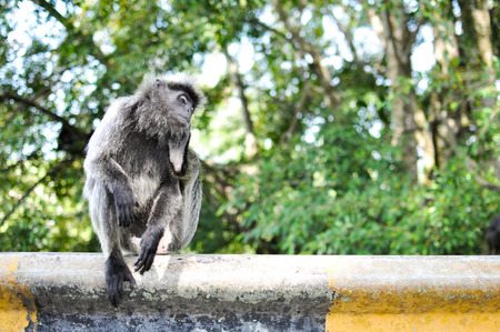 Monkey scratchingの写真素材