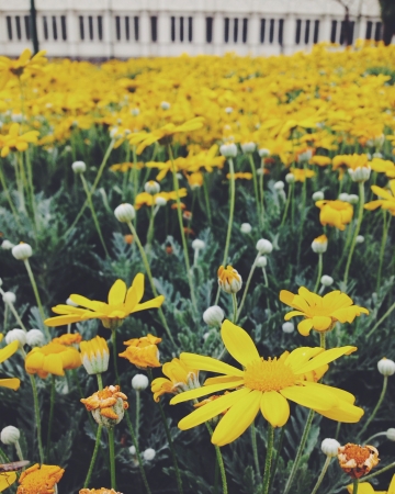 Yellow flowers gardenの素材