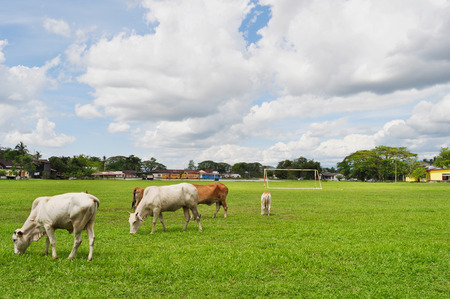Cows eating grassの写真素材