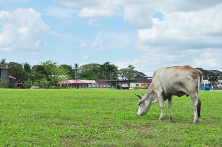 Cow eating grassの写真素材