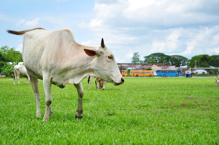 Cow on grassの写真素材