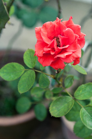 Red dahlia flower with green leavesの写真素材
