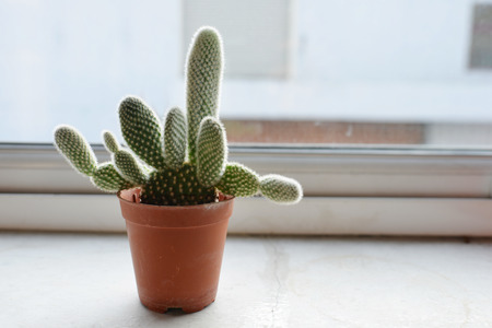 Cactus with pot