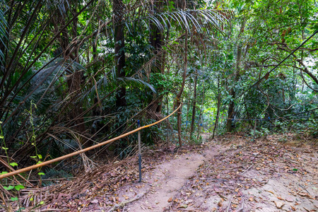 Walkway in the forest
