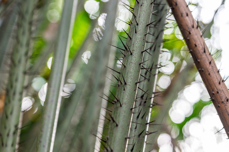 Tree bark spinesの写真素材