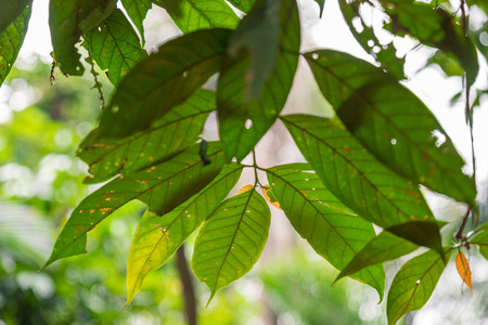 Green leave on treeの写真素材