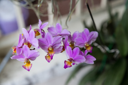Close up Purple Orchid