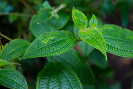 Tropical Forest Close Up Leavesの写真素材