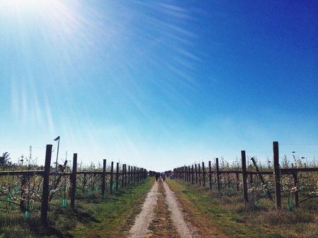 Apple orchard agriculture workの素材