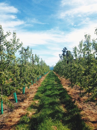 Apple orchard agriculture workの素材