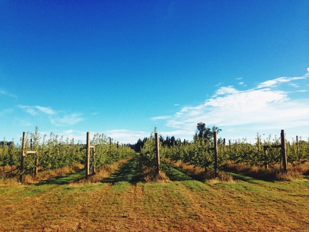 Apple orchard agriculture workの素材
