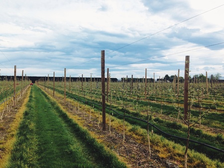 Apple orchard agriculture workの素材