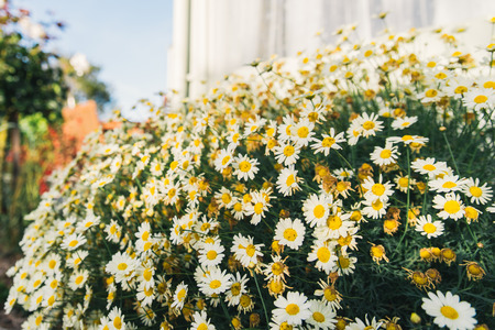 Flowersの写真素材