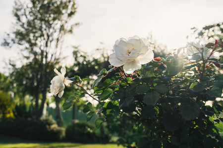 White Flowersの写真素材