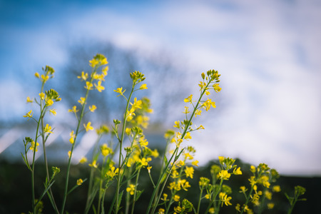Close up yellow flower