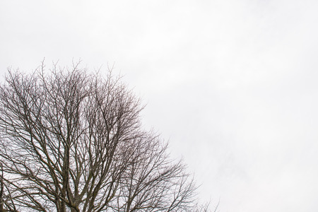 Tree Branchesの写真素材