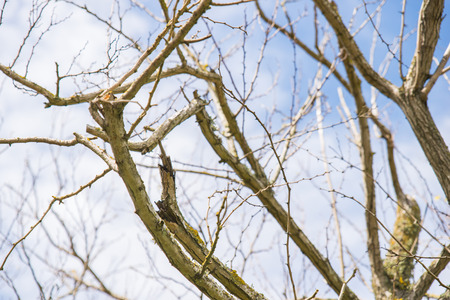 Tree Branches
