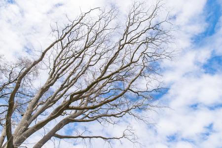 Tree branches