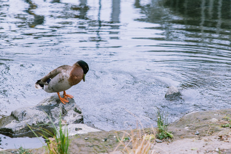 Bird at the river side