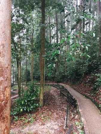 Forest hikingの素材