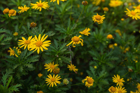 Yellow Rudbeckia Flower at Parkの写真素材
