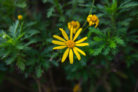 Yellow Rudbeckia Flower at Parkの写真素材