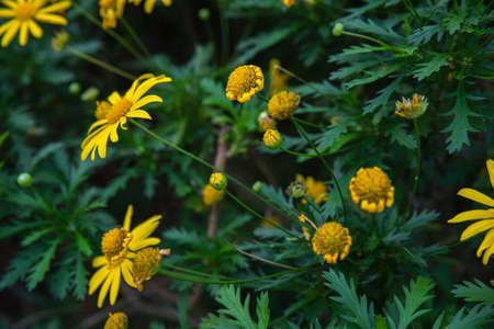 Yellow Rudbeckia Flower at Parkの写真素材
