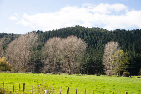 Trees Mountain with beautiful sky