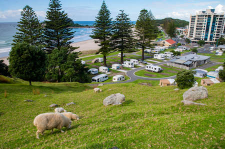 Sheep at grassland mountain and treesの写真素材