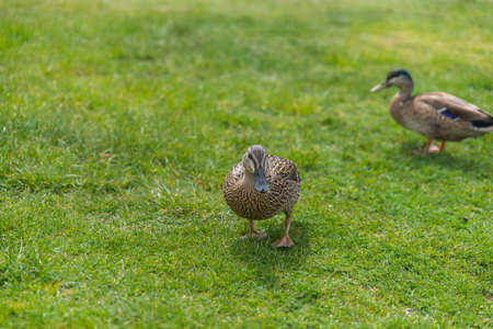 Duck walking at grassland and rock parkの写真素材