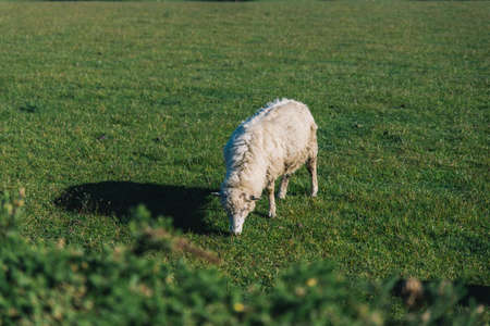 Sheep eating grass at a big greenland field with blue clear skyの写真素材