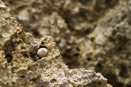 sea snails hiding in rocky holesの写真素材