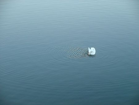 Swan having a calm afternoon at a lake in El Escorial, historic city not so far away from Madrid, in Spainの写真素材