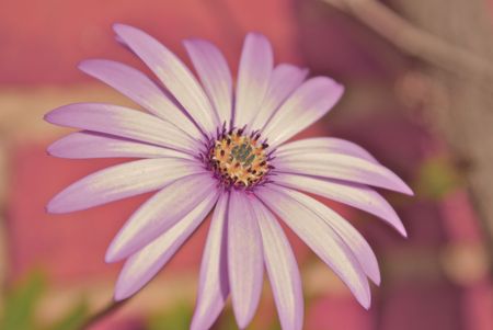 Purple flower detail shot bathed in sunlight and color-modified to make it look like an alien flowerの写真素材