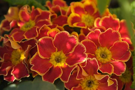 Primula flowers detail, in colors that look like the Flag of Spainの写真素材