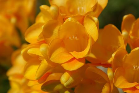Fresias flower detail bathed in sun light in a garden in Spain during the afternoonの写真素材