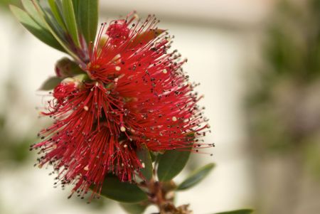 Khalistemun red flower detail with hair like pollinizersの写真素材